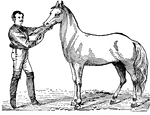 Filing the sharp edges of a horse's teeth.