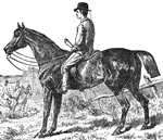A light hunting horse with rider.