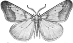 The males of the common cankerworm moth have four wings.