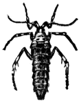The females of the common cankerworm moth are wingless.