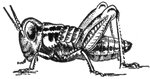 Post-embryonic development of the Rocky Mountain locust. Successive developmental stage b.