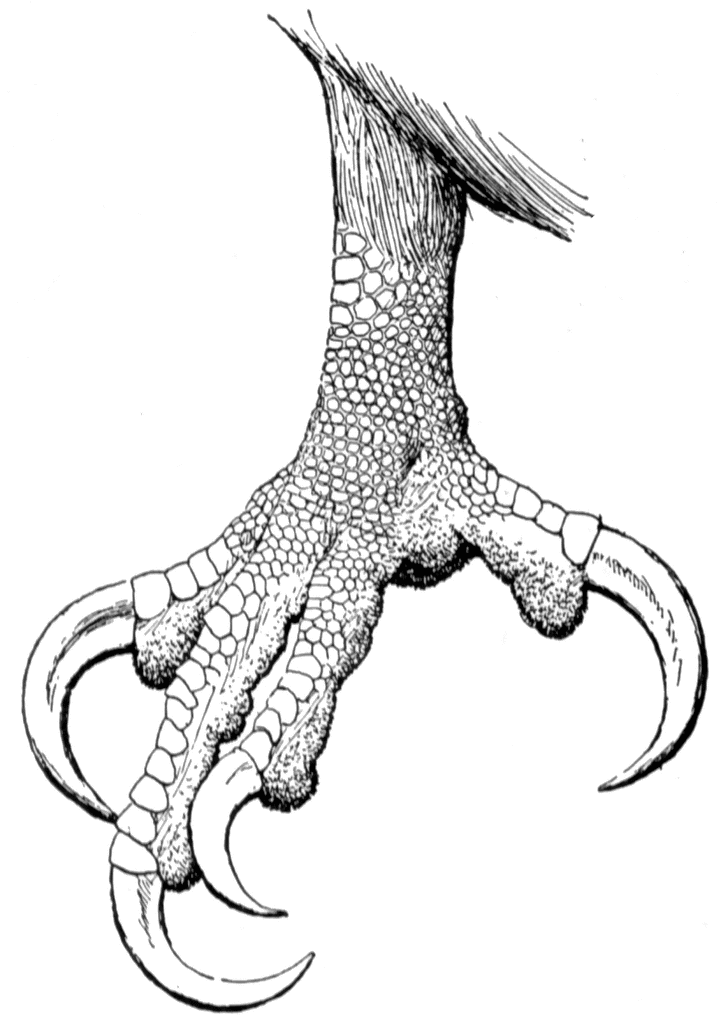 Claw of a Bald Eagle