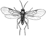 An adult ichneumon fly