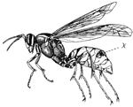 Female wasps have stingers that they use to paralyze their prey.