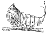 A larva of a moth, displaying mimicry appearance so as to look aggressive.