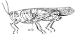 Grasshopper, showing auditory organ (a,o) in first segment of abdomen.
