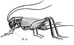 Cricket, showing auditory organ (a,o) in foreleg