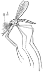 A male mosquito, showing auditory hairs (a.h.) on the antenna