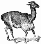 The vicuna is the smallest member of the camel family. It lives in elevated locations in South America.