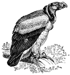 In vultures, the head and neck are bare, the beak is long and curved at the tip, legs are powerful, but claws are weak.
