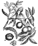 Walnut, a genus comprising seven or eight species of beautiful trees of the Juglandaceae order.