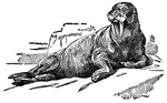 The walrus is a large carnivorous marine mammal, usually from 10 to 12 feet long.