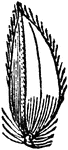 Virginia Cut Grass (Leersia Virginica) is a small flowered white grass, and is smoother than white grass known as "false rice". The panicle is simple, slender, the spikelets closely appressed, and oblong. The partial open spikelet is viewed.