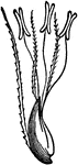 The Slender Foxtail (Alopecurus agretis) is distinguished from the meadow foxtail by its slender panicle, larger spikelets and ligule, and the roughness of the stem and leaves. It flowers in July and is of no agricultural value.