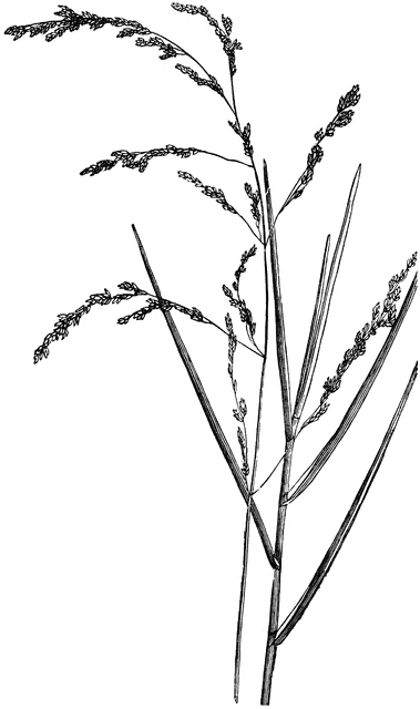 Meadow Spear Grass | ClipArt ETC