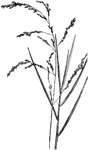 Meadow Spear Grass (Glyceria nervata), also known as Nerved Manna Grass, has a broad, open panicle, often six inches in length, with slender branches; spikelets small, ovate, oblong, green; leaves in two rows like a fan and a little rough. The stem is a little compressed and one to three feet high.