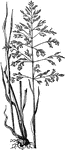 The Rough-Stalked Meadow Grass (Poa trivialis) has webbed florets and a five-ribbed outter palea. The marginal ribs are not hairy, the ligules are long, pointed, and obtuse and the stems are two to three feet high. This grass has rough sheaths while in the latter the sheaths are smooth. The root is fibrous and the grass is creeping. It flourishes in moist meadows and flowers in July.