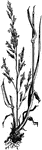 The panicle of the Meadow Fescue (Festuca pratensis) is nearly erect, branched, close, and somewhat inclined to one side. The spikelets are linear with from five to ten cylindrical flowers. The leaves are linear , glossy green, pointed, striated and rough on the edges. The stems are round, smooth and from two to three feet high. The root is creeping and perennial. The radical, or rot leaves, are broader than those of the stem. The Meadow Fescue Grass flowers in June and July in moist pastures and near farhouses.