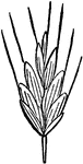The Chess Grass (Bromus secalinus), also called Willard's Bromus, has a spreading, slightly drooping panicle. The spikelets are ovate and smooth with a yellowish-green tinge and holding six to ten distinct flowers. The stems are erect, smooth, and round growing from two to three feet high and bearing four or five leaves with striated sheaths. The upper sheath is crowned with an obtuse, ragged ligule while the lower sheath is soft and hairy. There are five joints and the leaves are flat, soft, and linear. The spikelets have fewer florets and the outer palea is rounded at the summit and broader compared with its length. This picture shows the summit of the large glume midway between its base and the summit of the second floriet.