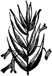The Perennial Rye Grass (Lolium perenne) has a smooth, erect stem growing from fifteen inches to two feet high. The root is perennial and fibrous, often purplish, with four to five smooth joints. The leaves are dark green, lanceolate, acute, flat, and smooth on the outer surface. On the inner surface the leaves are rougher. The glume is much shorter than the spikelet. Flowers six to nine, awnless. Flowers in June. A magnified spikelet is shown here.