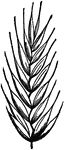 The Many-flowered Darnel (Lolium multiflorum) is the most showy species of rye grass cultvated. Three to several flowered, compressed spikelets with the flat side toward the rachis. Glumes nearly equal and opposite, nerved. The lower palea like the glumes, convex on the back, awned from the tip, upper flattened. Three stamens. Mostly annuals but some are perennials. A magnified spikelet is shown here.