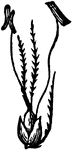 Sweet-scented Vernal Grass (Anthoxanthum odoratum) has three-flowered spreading spikelets. The lateral flowers are neutral with one palea, hairy on the outside, and awned on the back. The glumes are thin, acute, keeled, the upper twice as long as the lower. The seed is ovate and adhearing to the palea which encloses it. The stem is from one and a half to two feet high. The root is perennial and flowers in May and June. This is one of the earliest spring grasses and one of the latest in autumn, and is almost the only grass that is fragrant. A flower is seen here.