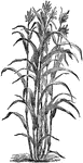 The stem of Chinese Sugar Cane (Sorghum nigrum), also known as Sorgho, or Sorgho Sucre, rises from six to fifteen feet, according to the soil on which it grows. It grows erect down at the ends, resembling Indian corn and in its early growth, and broom corn, to which it is nearly allied, at maturity. It flowers in a panicle at the top, at first green, changing through shades of violet to purple, when more advanced. It grows best on dry soil, and under a hot sun.