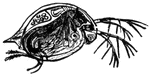 Water fleas are microscopic crustaceans, otherwise known as Daphnia.