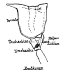 External features of a grasshopper prothorax.