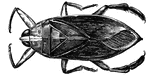 Giant water bug, order Hemiptera.