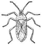 Adult stinkbugs secrete a foul smelling odor from two glands on the thorax.