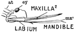 Adult stinkbug maxilla and mandible
