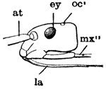 Adult stinkbug head, oc=occular, ey=eye, at=antenna, la=labium