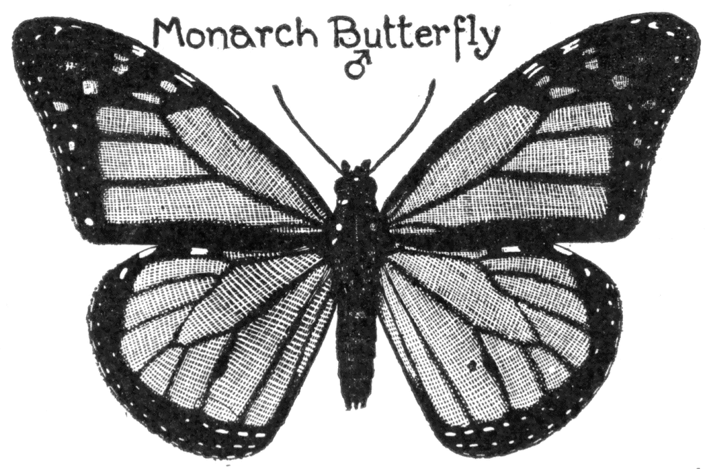clipart monarch butterfly