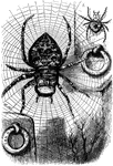 During the New York Election of 1879, John Kelly as the spider of the Tammany web. "'Come into my parlor,' said the 'Boss' spider to the New York fly."