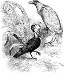 Roscoe Conkling as the jackdaw of borrowed plumes