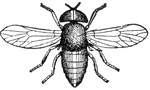 The horse fly has but one pair of developed wings, the second pair being represented by a pair of balancers: their function is sensory.