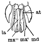 The mouth parts of the adult horse fly.