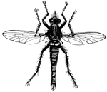 The biting fly is also known as the bee killer fly.