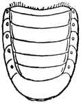 The abdomen of the May beetle.