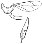 The metathorax of the honey-bee.