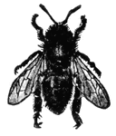 The worker or infertile female honey-bee.