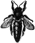 The queen or fertile female honey-bee.
