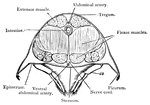 Cross-section of abdomen of crayfish.