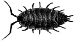 The Copepoda are represented by the cyclops, or water flea. This form is common in sluggish streams and ditches. This is a female with egg sacs.