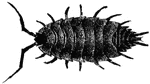 the Isopoda have a body flattened from above, and bear gills on the abdominal appendages, as in the sow bug.