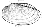 External features of a clam shell.
