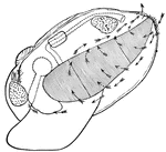 Internal structures of the body of a clam, side view.