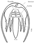 Cross section of the body of a clam, through the heart. Arrows indicate water current through the gills.