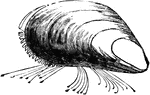 Mussel; with threads by which it is attached.
